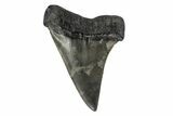 Fossil Broad-Toothed Mako Tooth - South Carolina #170423-1
